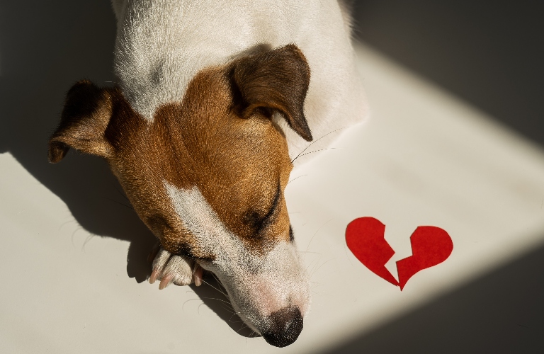 Jack Russell Terrier dog lies next to a broken heart
